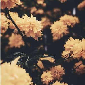 Meet your Posher, Hanna